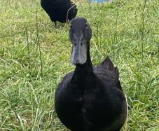 Pb Cayuga breeding pair