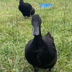 Pb Cayuga breeding pair