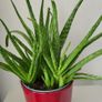 aloe vera plant Image 8