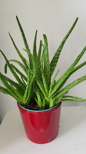 aloe vera plant