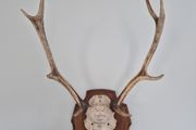 Deer antlers