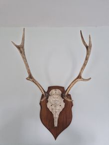 Deer antlers