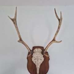 Deer antlers