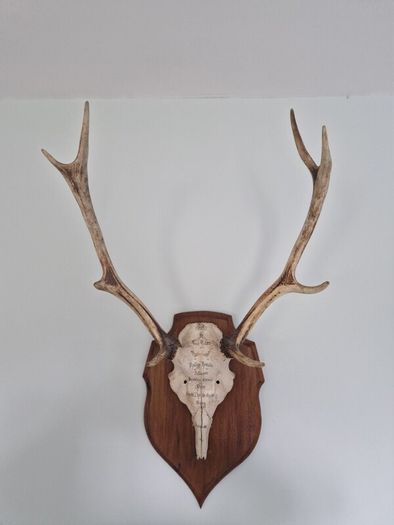 Deer antlers