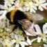 BusyBee11
