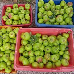 Organic Apples