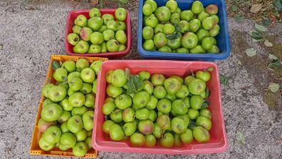 Organic Apples
