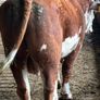 Hereford bull organic Image 8