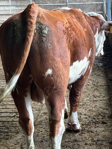 Hereford bull organic
