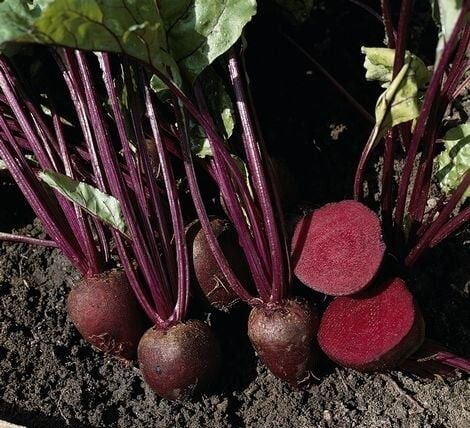 (B) Beetroot Pablo F1 seeds 3g (123933)