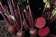 (B) Beetroot Pablo F1 seeds 3g (123933)