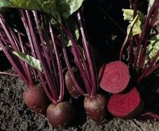 (B) Beetroot Pablo F1 seeds 3g (123933)