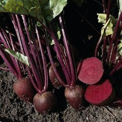 (B) Beetroot Pablo F1 seeds 3g (123933)