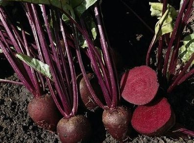 (B) Beetroot Pablo F1 seeds 3g (123933)