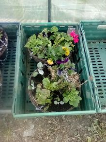 summer haging baskets