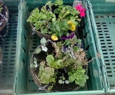 summer haging baskets