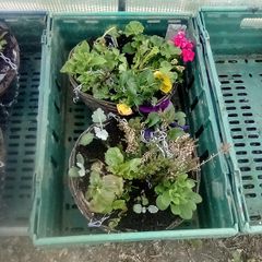 summer haging baskets