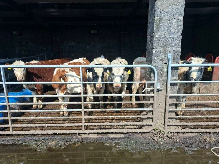 Very Quiet Bucket Reared Heifers for Sale