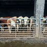 Very Quiet Bucket Reared Heifers for Sale Image 5