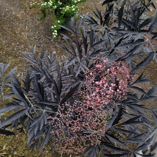 mature plant bundle