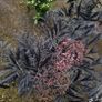 mature plant bundle Image 3