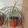 Dragon Tree Plants (Dracaena) Image 4