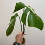 Monstera Albo variegated Image 5