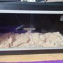 reptile vivarium Image 2