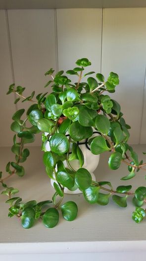 Sedum Makinoi "Tundra Tornado "  trailing plant