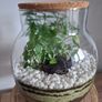 Forest in the jar Image 4
