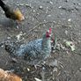 roosters Image 2