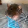 2 sweet rats Image 2