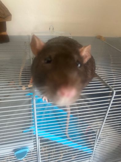 2 sweet rats