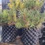 Dwarf mountain pine ( pinus mungo pumilo ) Image 5