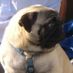 Pugsyoz