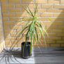 Dracaena Marginata / Dragon Tree Image 4