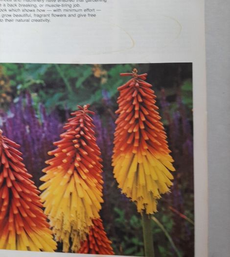 vintage new book flowers for everywhere 1974