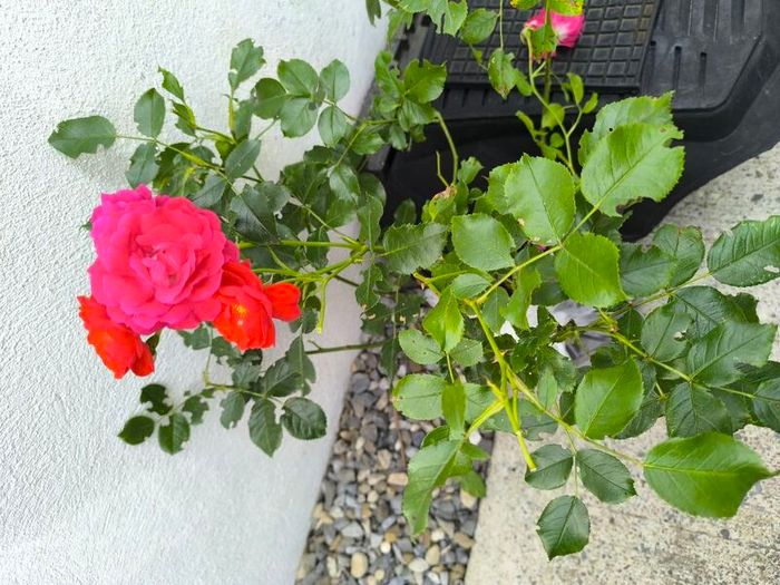 garden plants