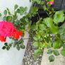 garden plants Image 4