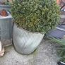 2 buxus one large one small established 4 years Image 2