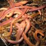 Compost Worms red Wiggler live Free shipping Garden Worm european Image 3