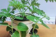 Plant Geranium and Cuban Oregano with herb pot