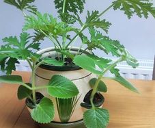 Plant Geranium and Cuban Oregano with herb pot