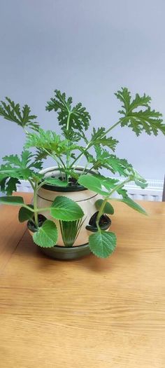 Plant Geranium and Cuban Oregano with herb pot