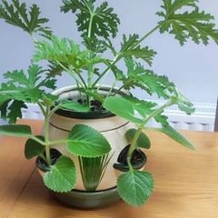 Plant Geranium and Cuban Oregano with herb pot