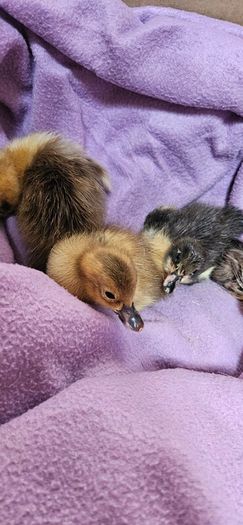 ducklings