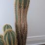 Cactus Image 3