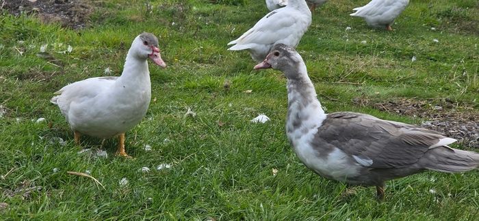 Muscovy ducks 3 months old
