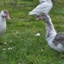 Muscovy ducks 3 months old Image 10