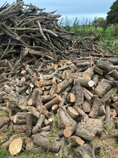 Firewood